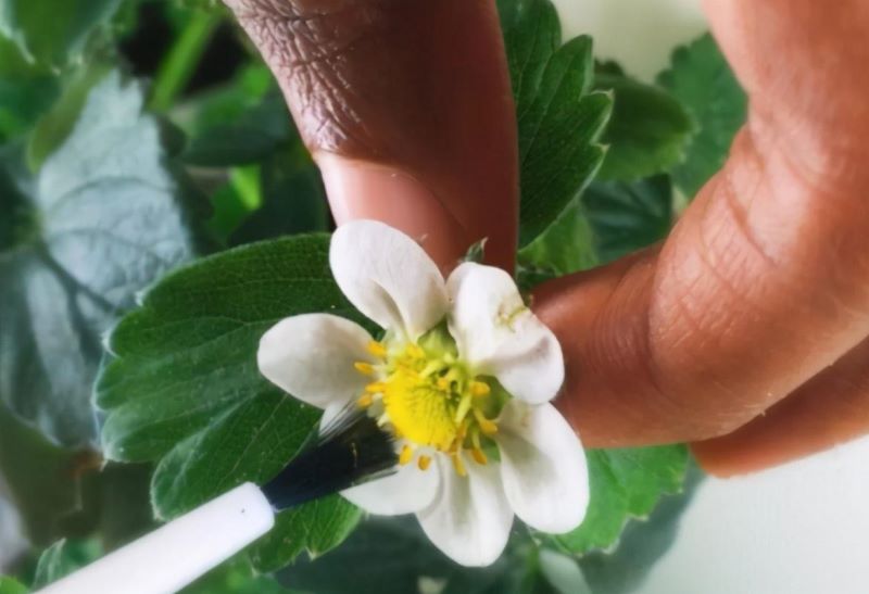 草莓种子怎么种植「草莓种子怎么种植方法 在家盆栽」_1